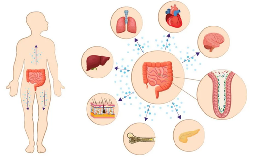 Intestinal Cells May Undergo Sudden 'Collective Aging'? Nature Sub-Journal: Intermittent Time-Restricted Fasting Can Introduce New Intestinal Cells and Extend Lifespan