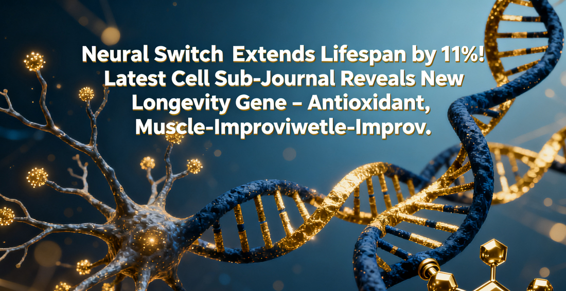 "Neural Switch" Extends Lifespan by 11%! Latest Cell Sub-Journal Reveals New Longevity Gene – Antioxidant, Muscle-Improving, and More!