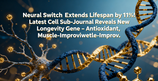 "Neural Switch" Extends Lifespan by 11%! Latest Cell Sub-Journal Reveals New Longevity Gene – Antioxidant, Muscle-Improving, and More!