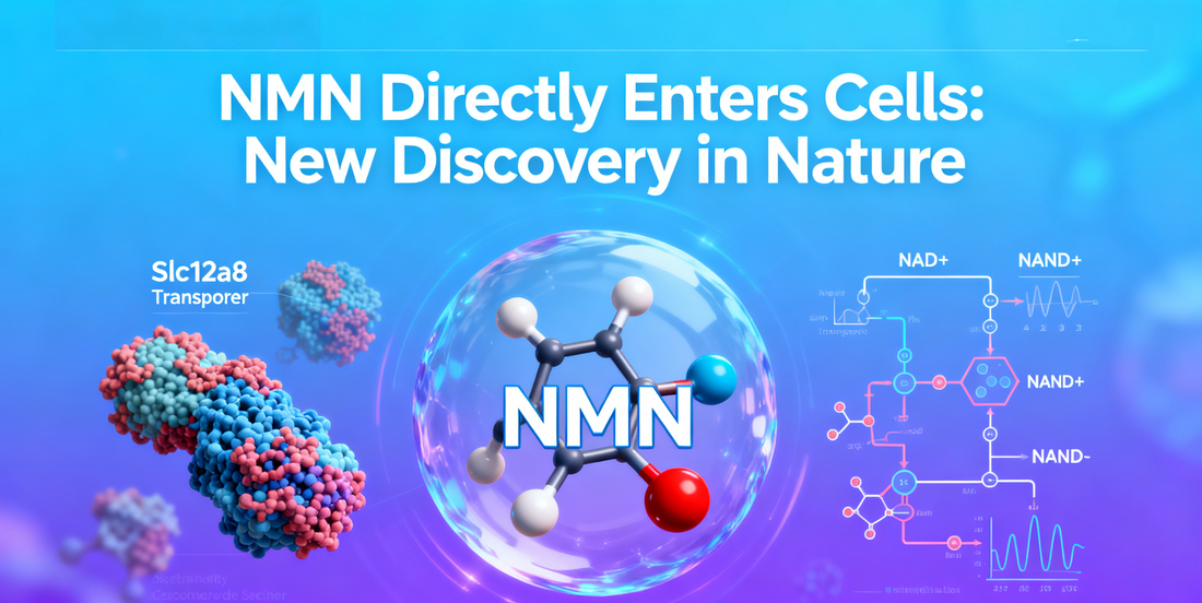 Final Verdict! Study in Nature Journal: NMN Can Enter Cells Directly! "Immortality" May Soon Become a Reality!