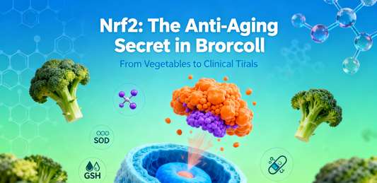 This Anti-Aging Signaling Pathway Is Not Only the "Secret Weapon" Behind Broccoli, But Also Has Entered Clinical Trials...