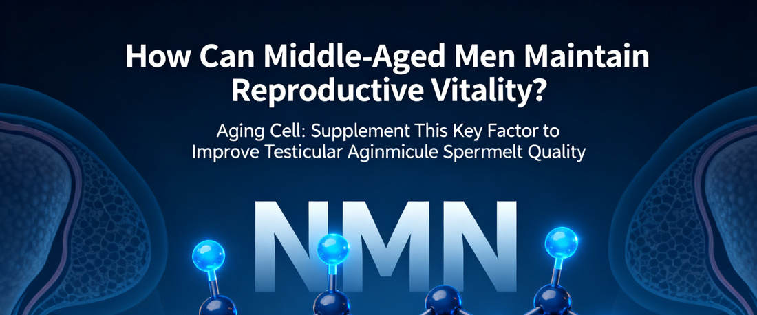 How Can Middle-Aged Men Maintain Reproductive Vitality? Aging Cell: Supplement This Key Factor to Improve Testicular Aging, Reduce Sperm Apoptosis, and Double Sperm Quality!