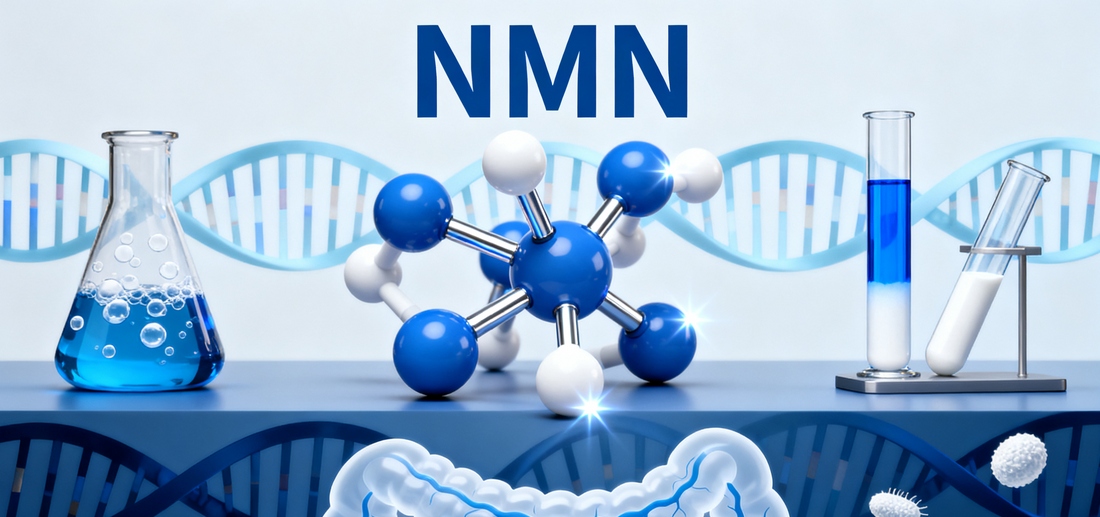 Middle-Aged Men Take NMN Orally for 90 Days, Telomere Length Nearly Doubles! How the "Anti-Aging Supplement" Brings Unexpected Benefits to Gout Sufferers?