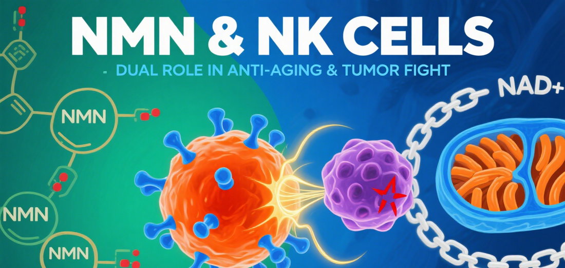 "Anti-Aging 'Miracle Drug'" Also Powers Cancer Fight? Chinese Team Discovers Dual Roles of NMN—Solving Two Major Issues with One Agent
