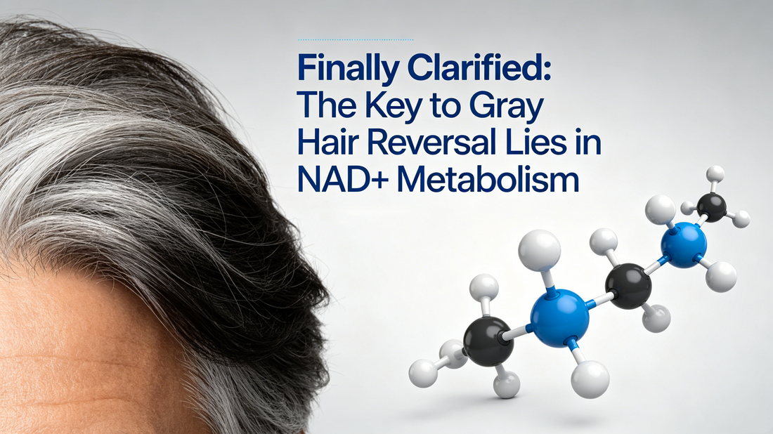 Finally Clarified: The Key to Gray Hair Reversal Lies in NAD+ Metabolism