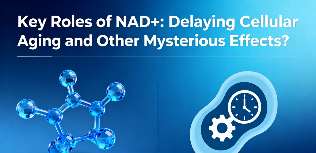 Key Roles of NAD+: Delaying Cellular Aging and Other Mysterious Effects?