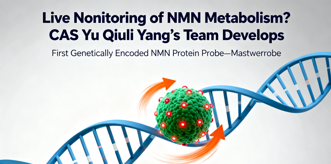 Live Monitoring of NMN Metabolism? CAS Yu Qiuli Yang’s Team Develops First Genetically Encoded NMN Protein Probe—Master NMN Dynamics in Real Time!