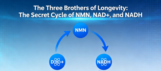The Three Brothers of Longevity: The Secret Cycle of NMN, NAD+, and NADH