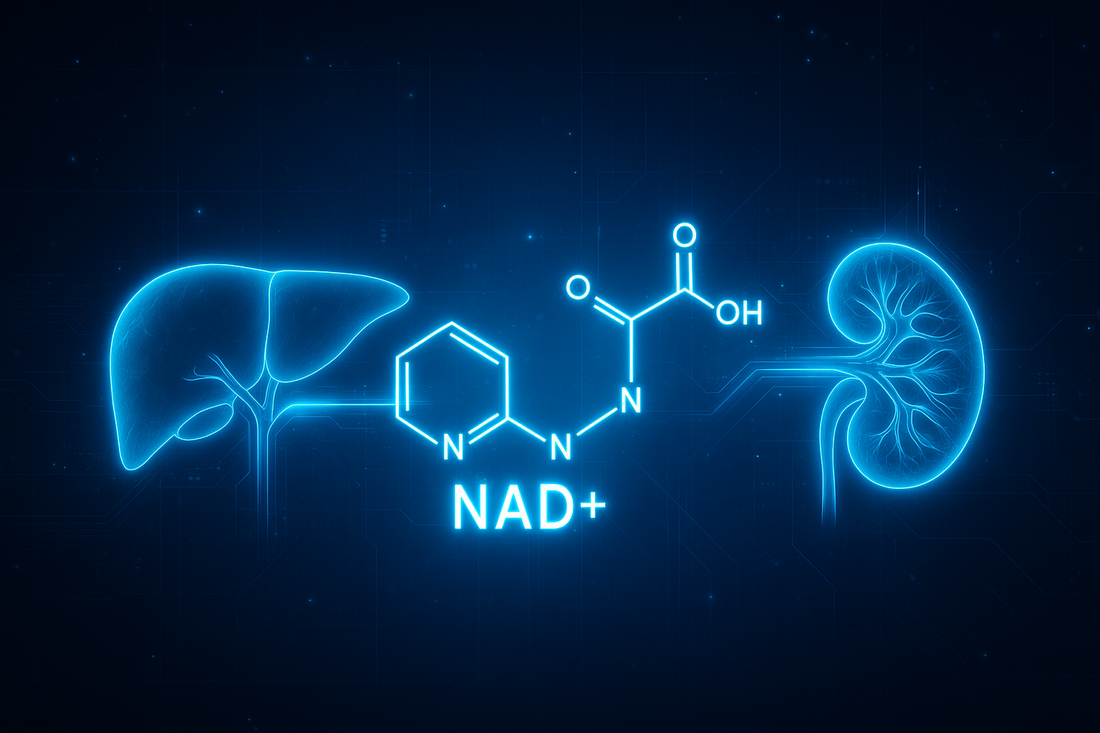 Cell Sub-Journal: 2 Weeks of Supplementation Boosts Liver-Kidney NAD⁺ Metabolism, Protects Kidneys and Fights Aging in One Go!