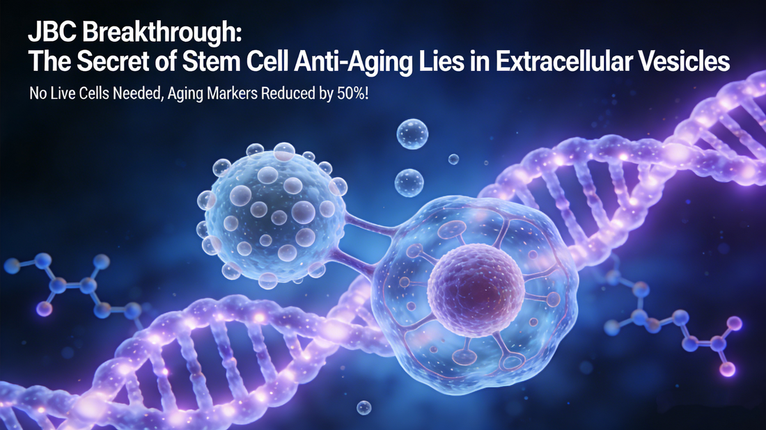 No Live Cells Needed, Aging Markers Reduced by 50%! JBC Breakthrough: The Secret of Stem Cell Anti-Aging Lies in Extracellular Vesicles