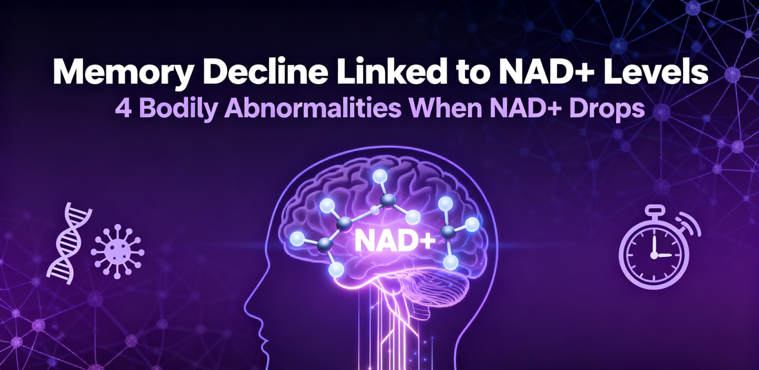Memory Decline May Be Linked to This Molecule! Landmark Review: 4 Bodily Abnormalities Occur When NAD+ Levels Drop