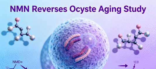 Cell Sub-Journal: Revealed – The "Anti-Aging 'Miracle Supplement'" NMN Also Helps Restore Fertility