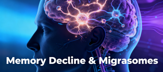 Memory Decline Hits as Early as 30? Nature Aging: Migrasomes Carry Aging Signals—Blocking Them Extends the Brain’s Prime
